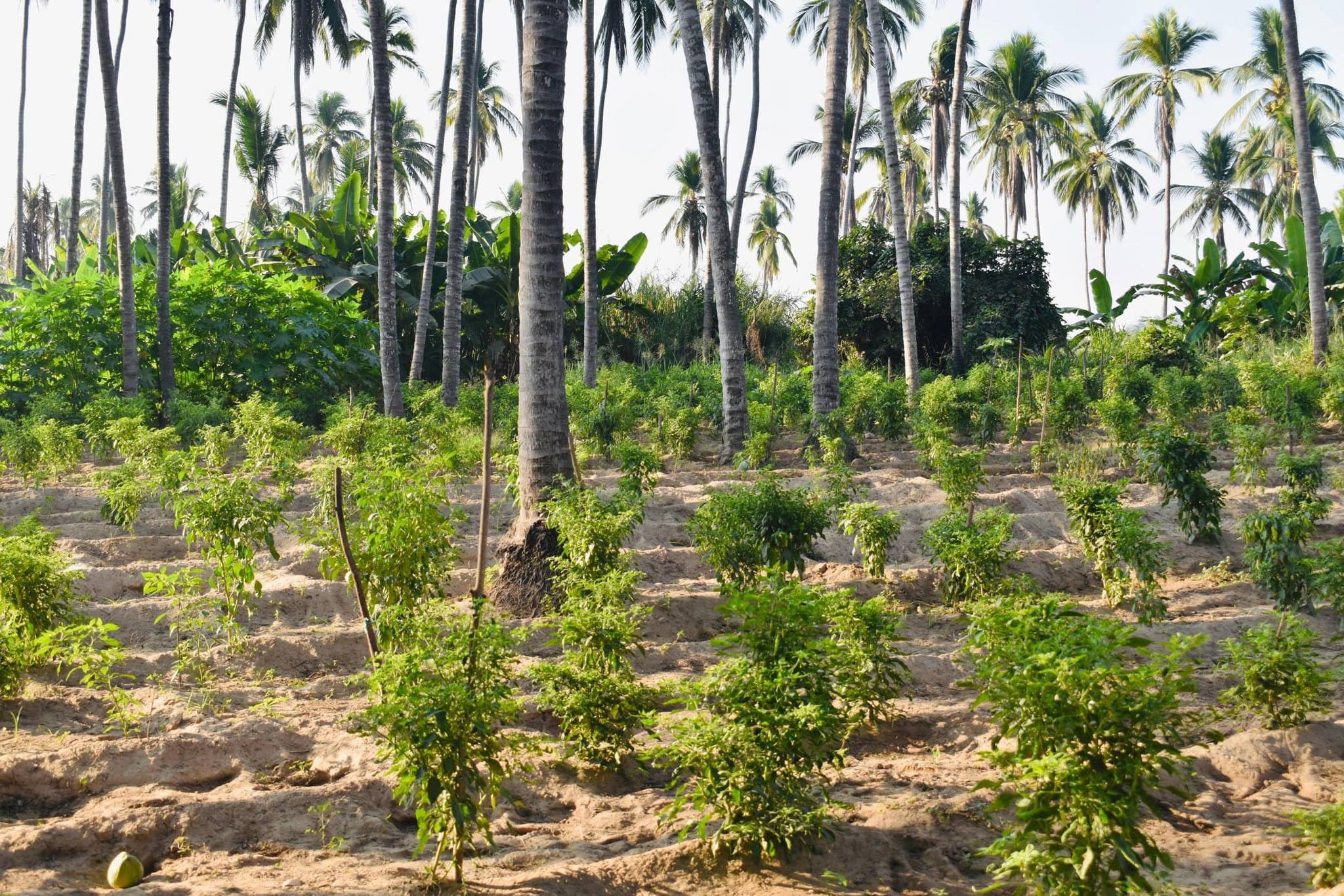 Imagen de Galería del Municipio 5